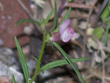 Misopates orontium / Gallinetta comune